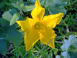 squash, flower, yellow