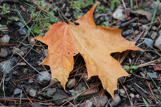 Ahorn Blad, Blad, Efterår, Natur, Sæson