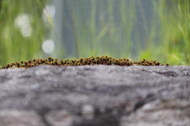 Fotografisk Baggrund, Mos, Natur, Klippe
