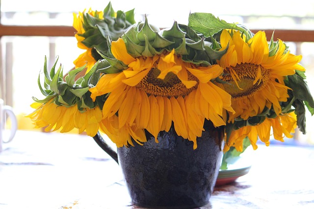 Solsikker, Blomster, Gul, Sommer, Natur