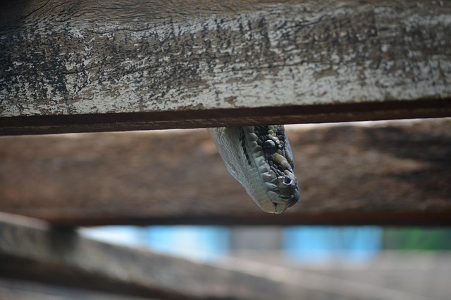 Free Snake Peek photo and picture