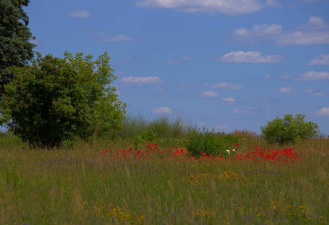 Free Field Flowers photo and picture