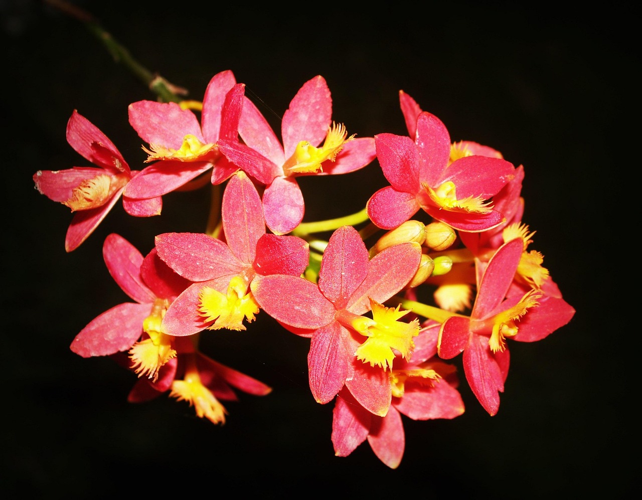 Flower - free online jigsaw puzzle photo