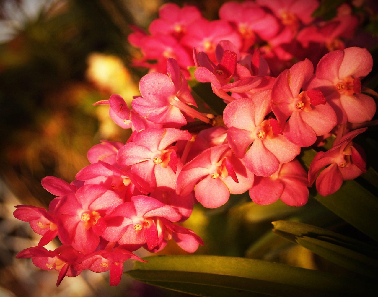 Flower - free online jigsaw puzzle photo