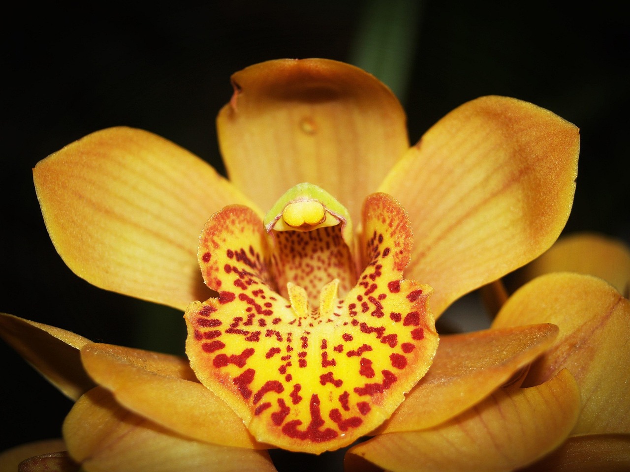 Flower - free online jigsaw puzzle photo