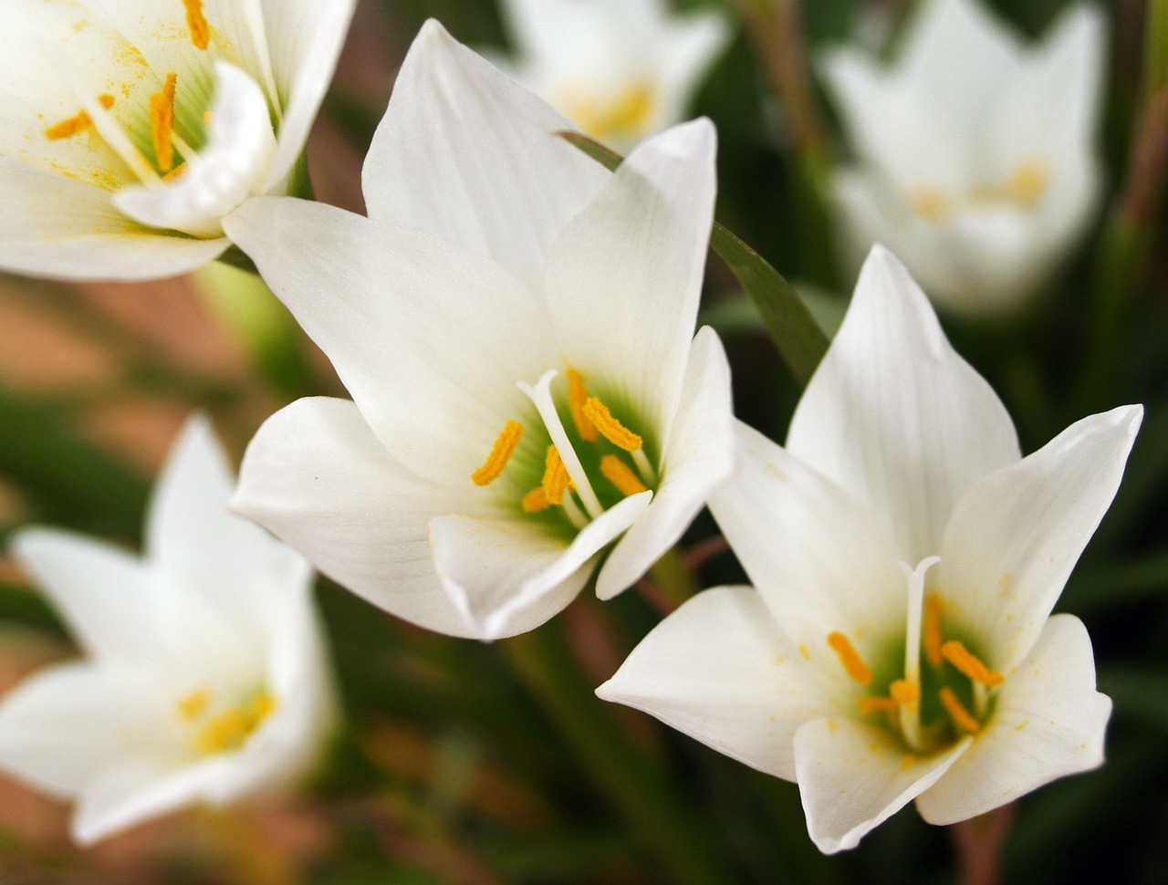 Flower - free online jigsaw puzzle photo