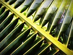 coconut, leaf, palm