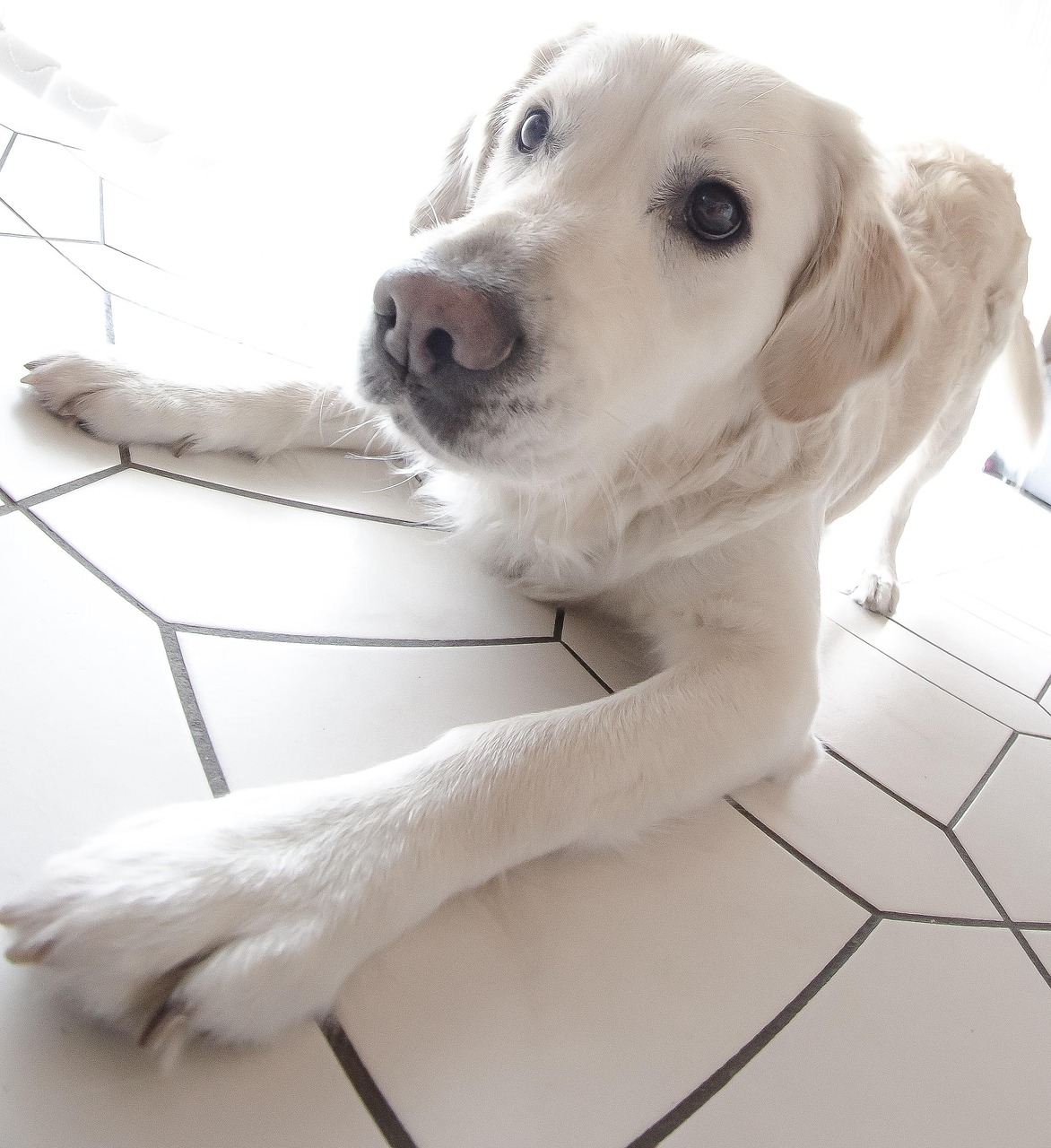 Hund Fisheye Porträt
