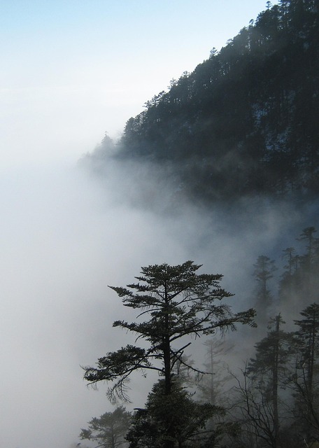 De Nevel, Pine Tree, Koud