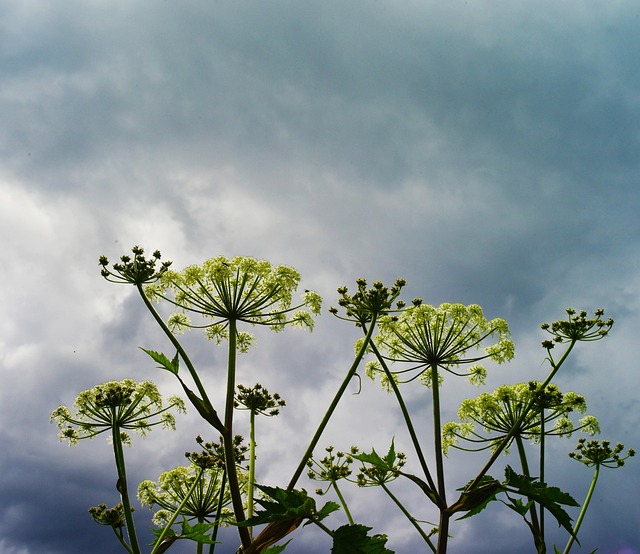Bewolkt, Voor De Regen, Bloemen
