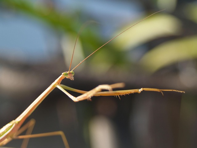 Free Praying Mantis Bug photo and picture