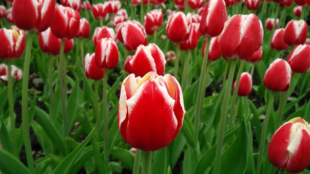 Tulipán, Kvetina, Jar, Kvitnúce