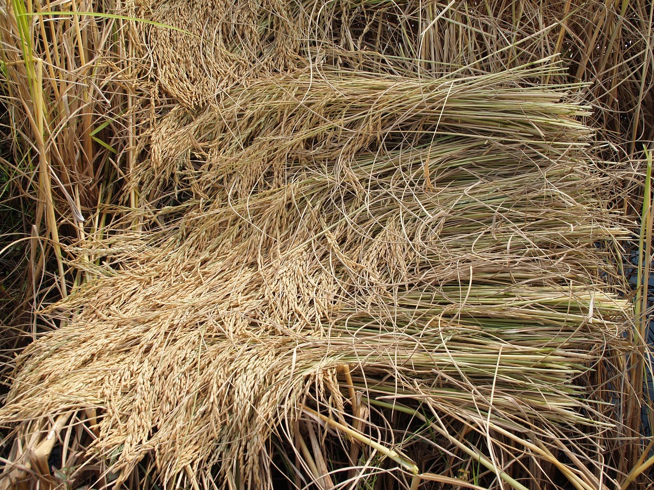 Agriculture - free online jigsaw puzzle photo