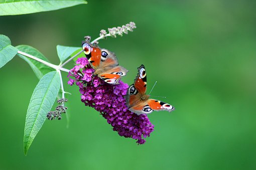 Free Butterflies Nature Peacock Butterfly photo and picture