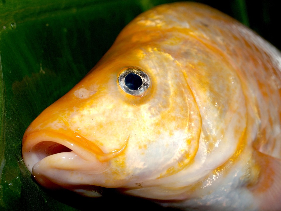 Fish Carp Meal - Free photo on Pixabay - Pixabay