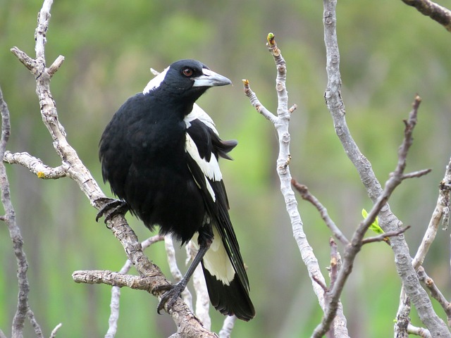 Free Australian Magpie South Australia photo and picture