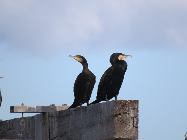 Free Great Cormorant Goolwa photo and picture
