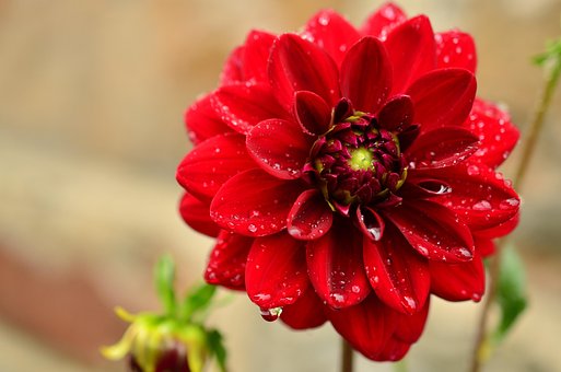 Dahlia, Red Dahlia, Dahlia Garden