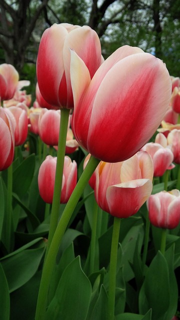 Tulipán, Kvetina, Príroda, Jar, Závod