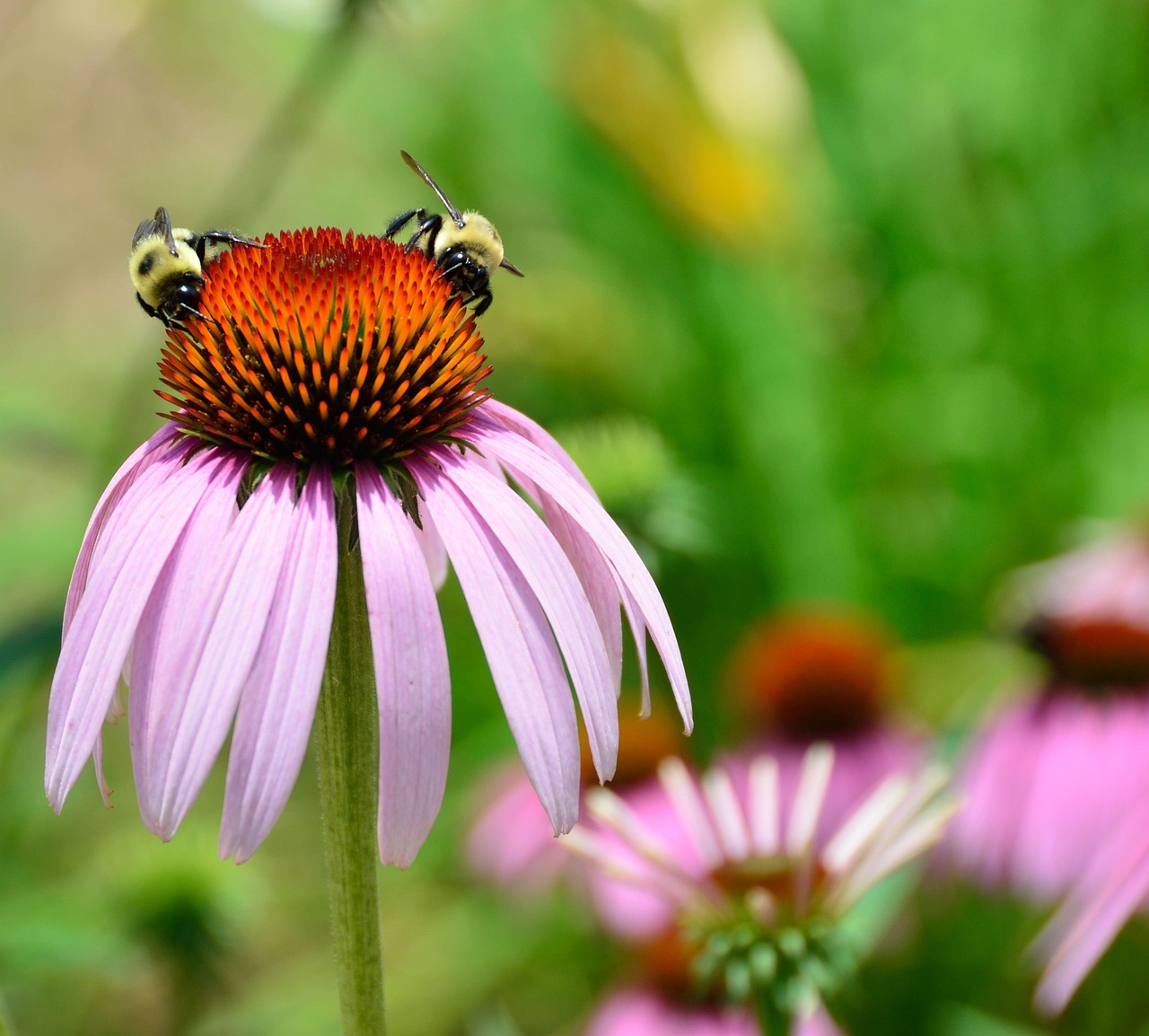 Cone Flower Beauty Blossom Free photo on Pixabay Pixabay