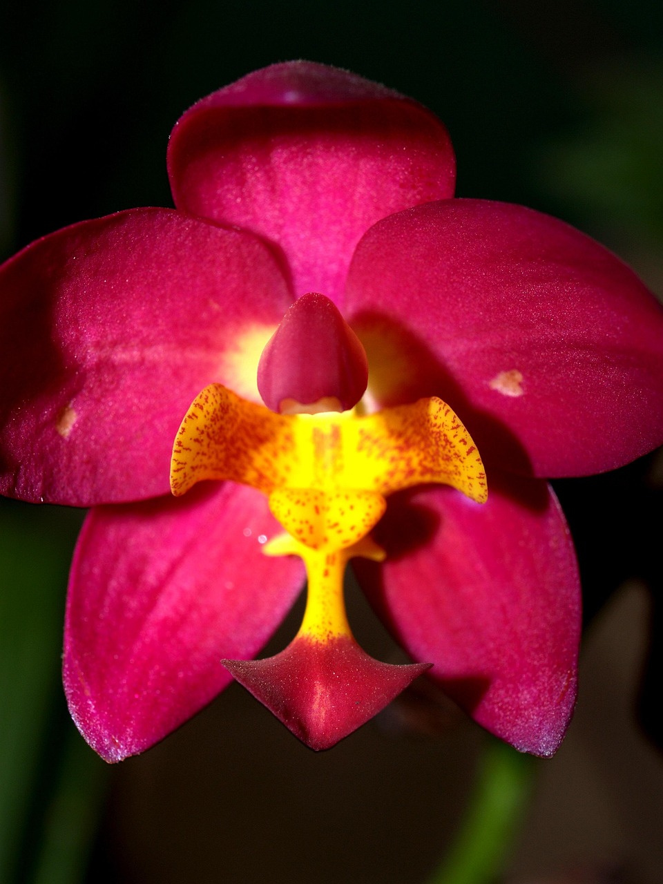 Orquídea Flor Brillante - Foto gratis en Pixabay - Pixabay