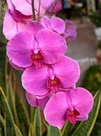 orchid, flower, bright