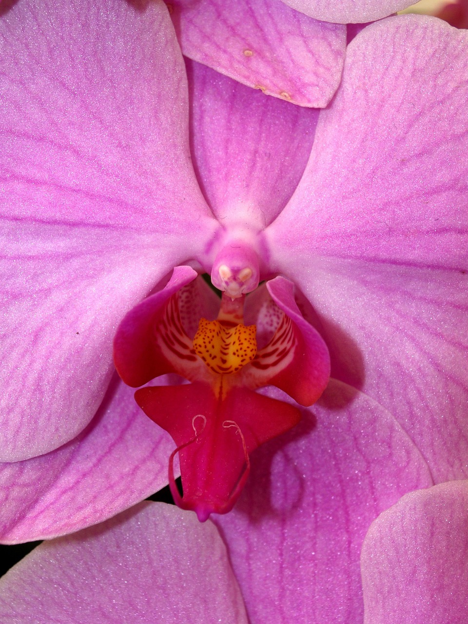 Orchid Flower Bright - Free photo on Pixabay - Pixabay