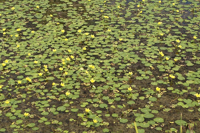 Lake Yellow Pond Roses - Free photo on Pixabay - Pixabay