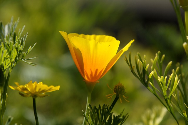 Blomst, Haven, Natur, Sol, Gul, Orange