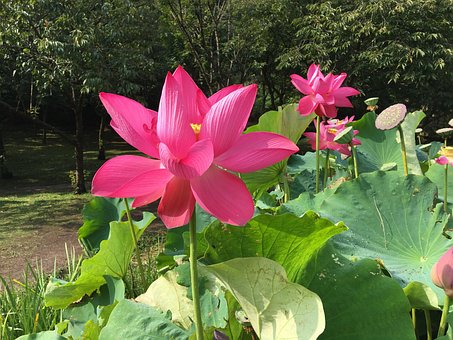 Lotus, Teich, Natur, Park, Rosa, Flora