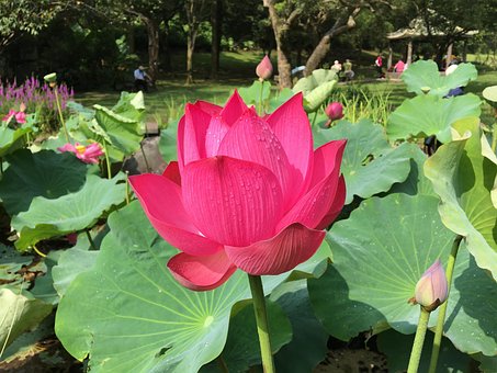 Lotus, Teich, Natur, Park, Rosa, Flora