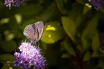 nature, butterfly, chimney sweep