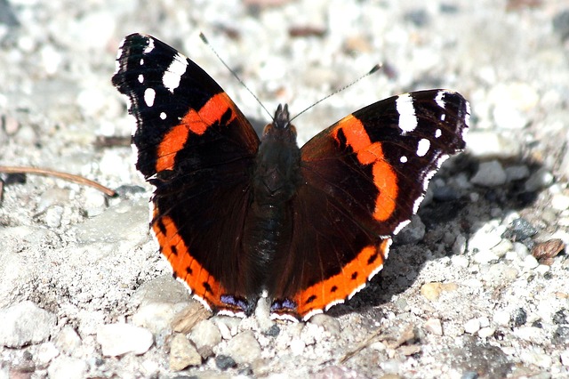 Butterfly Red Insect - Free photo on Pixabay - Pixabay
