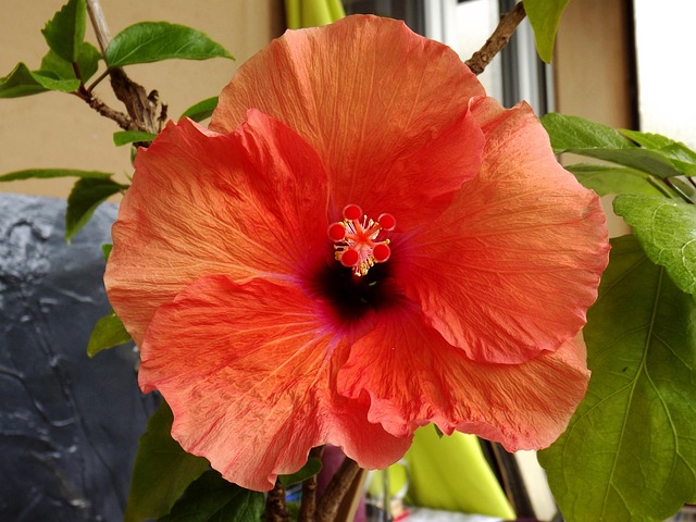 Hibiskus, Blume, Rot, Schöne Blumen