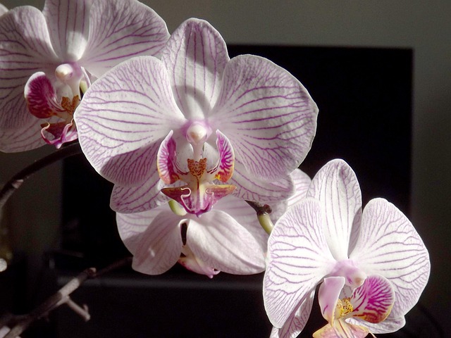 Orchidee, Phalaenopsis, Weiß
