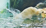 jump, water, bear
