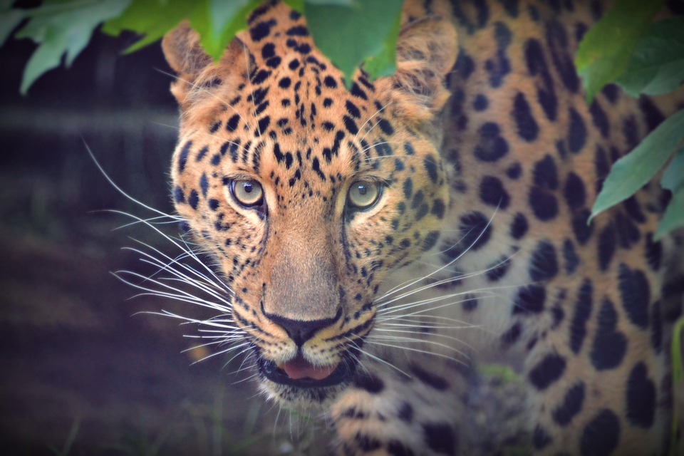 View, Portrait, Pet, Adorable, Animal, Head, Animals