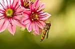 hoverfly, mimicry, yellow