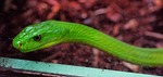 snake, green mamba, toxic