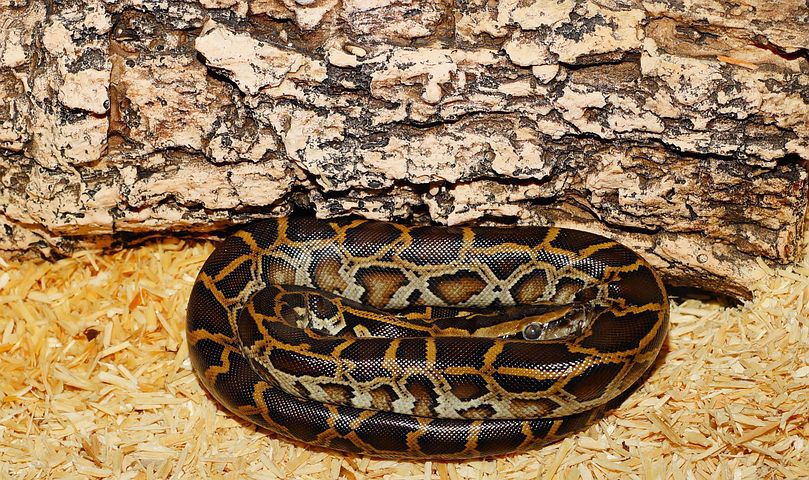 400+ Free Python & Snake Images
