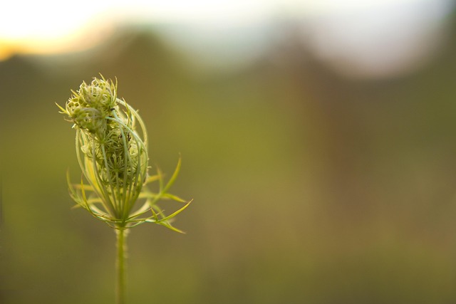 Free Bud Blossom photo and picture