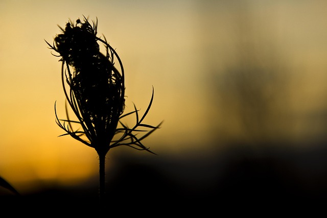 Free Bud Blossom photo and picture
