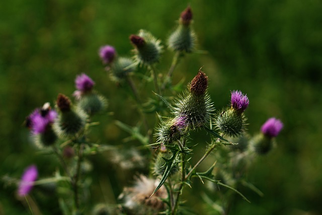 Free Pickled Thistle Thistle photo and picture