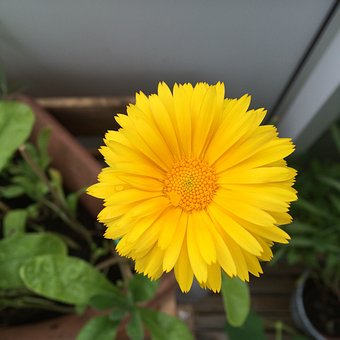 Calendula Officinalis, Garden, Flower