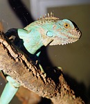 lizard, reptile, animal