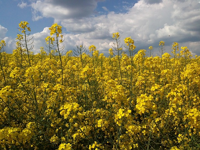 Free Rape Blossom Field Of Rapeseeds photo and picture