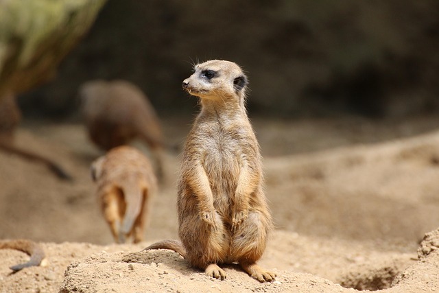 Free Meerkat Lonely photo and picture