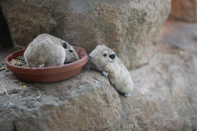 Free Mouse Cute photo and picture
