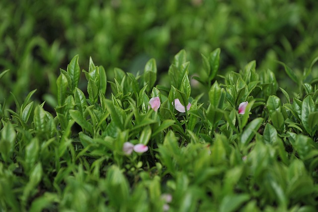 Free Tea Garden Tea photo and picture