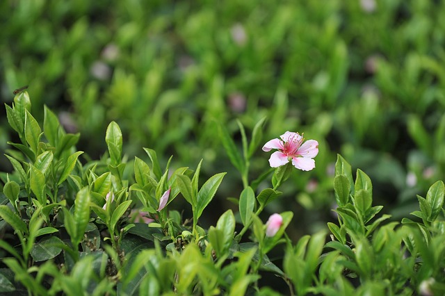 Free Tea Garden Tea photo and picture